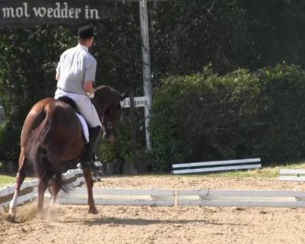 Dressurpferd Donna Bella B (Hannoveraner, 2008, von Dancier) Dressurpferd Donna Bella B (Hannoveraner, 2008, von Dancier)