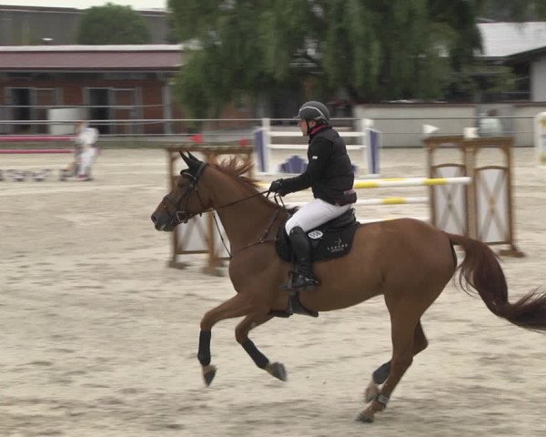 Reitturnier Achern 2020