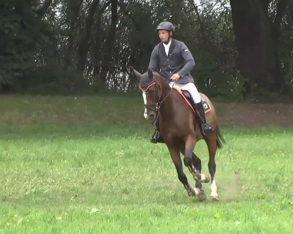 Springpferd Quiberon 10 (Holsteiner, 2009, von Quintero)