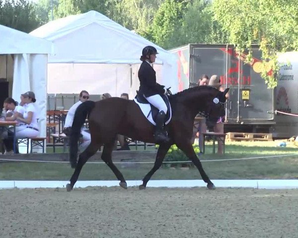 dressage horse Ferdinand R 2 (Württemberger, 2007, from French Kiss)