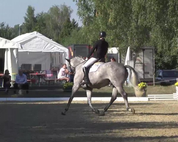 dressage horse Lanzano 2 (German Sport Horse, 2004, from Lord Swiss)