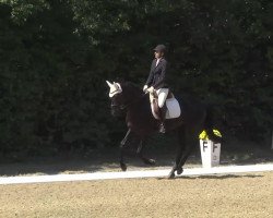 Cavallo Davinia 41 (Hannoveriano, 2007, di Don Frederico)