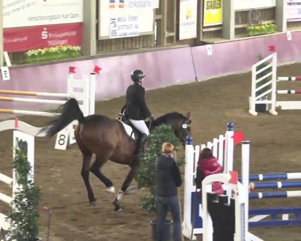 jumper Ciaccomo 3 (Württemberger, 2005, from Candillo Z)