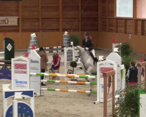 jumper Chiquito Z (Zangersheide riding horse, 2001, from Chellano Z)
