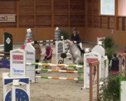 Springpferd Chiquito Z (Zangersheide Reitpferd, 2001, von Chellano Z)