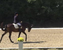 Cavallo da Dressage Carlchen 63 (Holsteiner, 2007, di Clarence C)