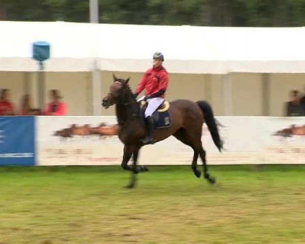 jumper Admiral (Oldenburg show jumper, 2007, from Clinton H)