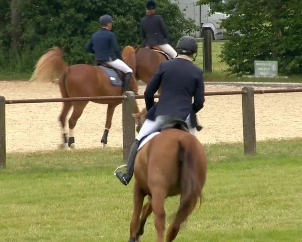 Cavallo da salto Suleika 525 (Hannoveriano, 2007, di Stakkato)
