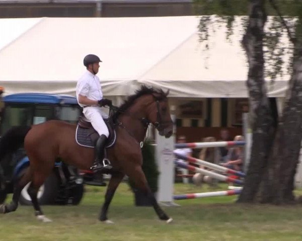 Springpferd Charedo (Oldenburger Springpferd, 2007, von Chacco-Blue)