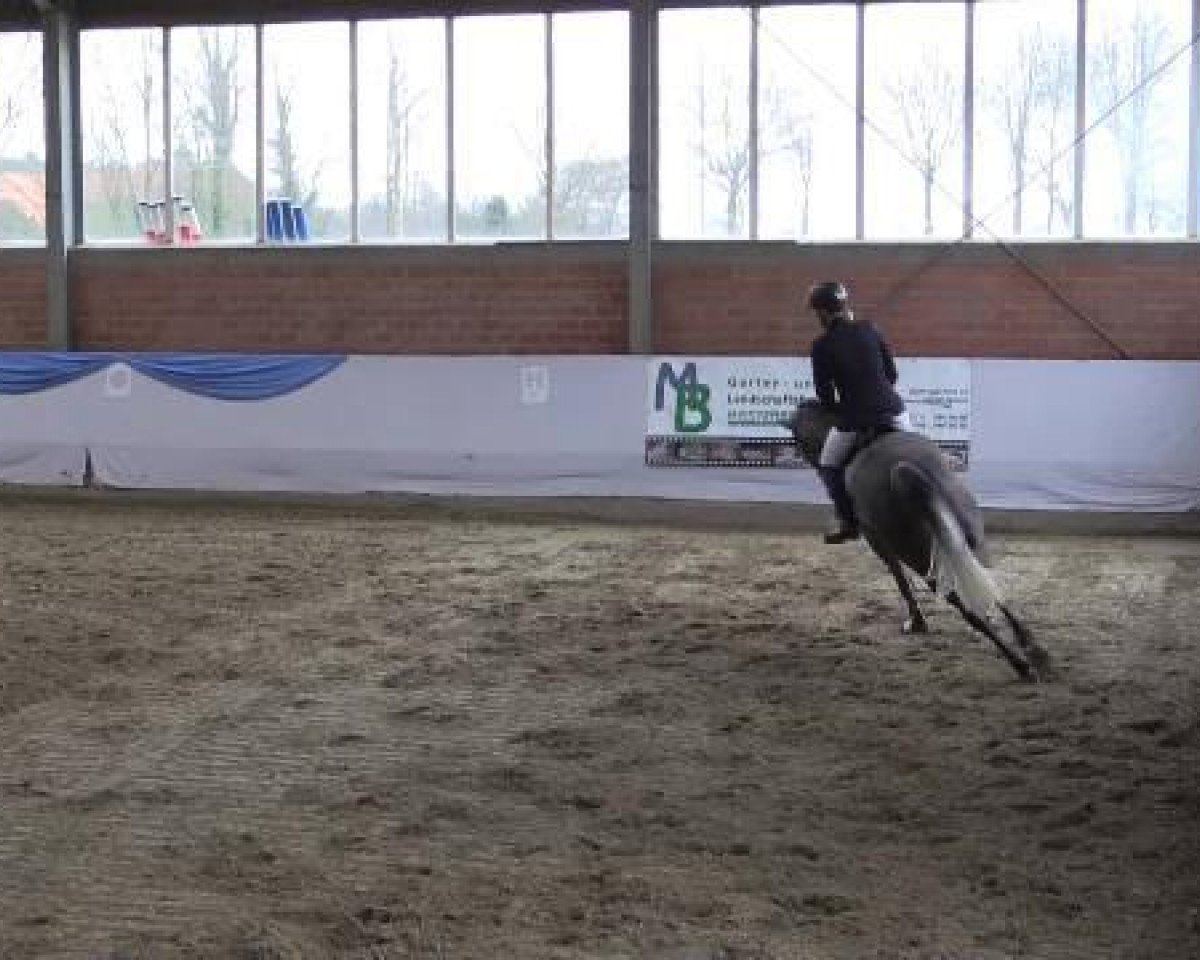 Zuchtstute Allez Hop (Hannoveraner, 2009, von Avagon)