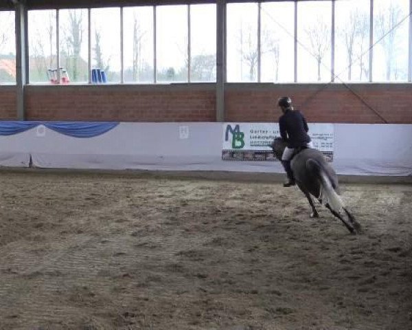 broodmare Allez Hop (Hanoverian, 2009, from Avagon)