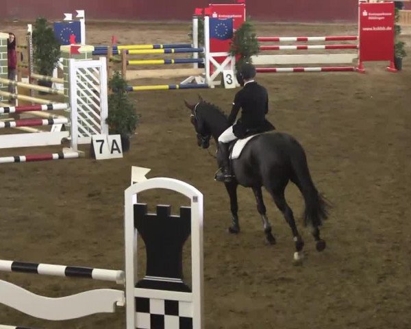 Springpferd Quinty 7 (Württemberger, 2009, von Quo Vados I)