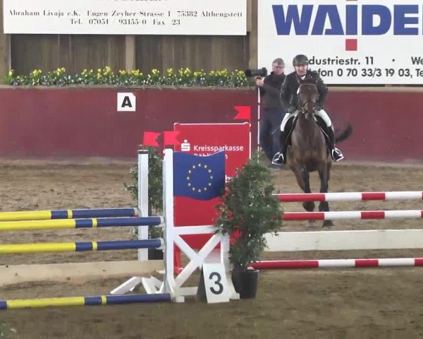 Springpferd Denaissance M (KWPN (Niederländisches Warmblut), 2008, von Verdi)