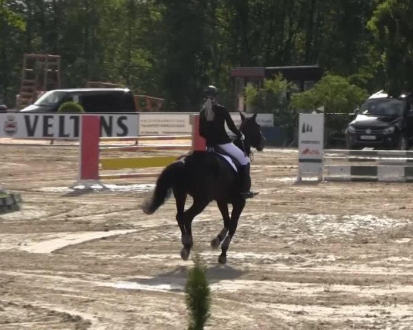 dressage horse C'est la vie mein Spiegelpony (Westphalian, 2009, from Captain Fire)