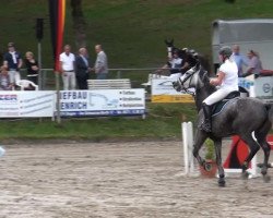 jumper Zora 150 (Holsteiner, 2007, from Contact Me)