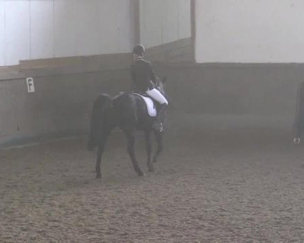 dressage horse Rubinstern 11 (Oldenburg, 2006, from Rubinero 2) dressage horse Rubinstern 11 (Oldenburg, 2006, from Rubinero 2)