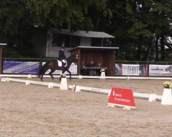dressage horse Lady Carry (KWPN (Royal Dutch Sporthorse), 2007, from Vermont)