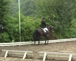 dressage horse Salesso Uno (Hanoverian, 2002, from Metternich)