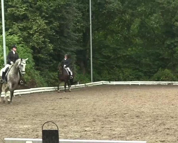dressage horse Fiderstern 4 (Rhinelander, 2006, from Fidertanz)