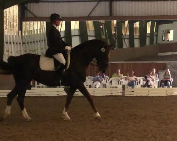 dressage horse Donnerrufs Ladina (Westphalian, 2006, from Donnerruf)