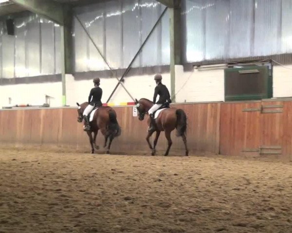 dressage horse Mozart 276 (German Riding Pony, 2001, from Molenhorn's Pasja)