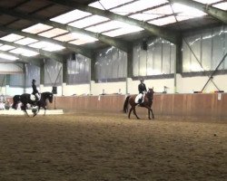 dressage horse Noah 15 (German Riding Pony, 1997)