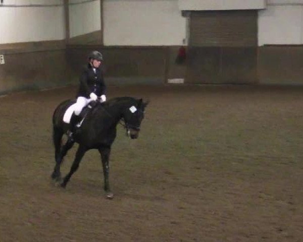 dressage horse Flavino (Oldenburg, 2007, from Flaviotore D)