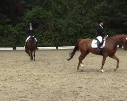 broodmare Lady Chayenn Blue (Hanoverian, 2001, from Likoto xx)