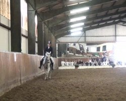 stallion Aramis 561 (Haflinger, 2005, from Avalon)