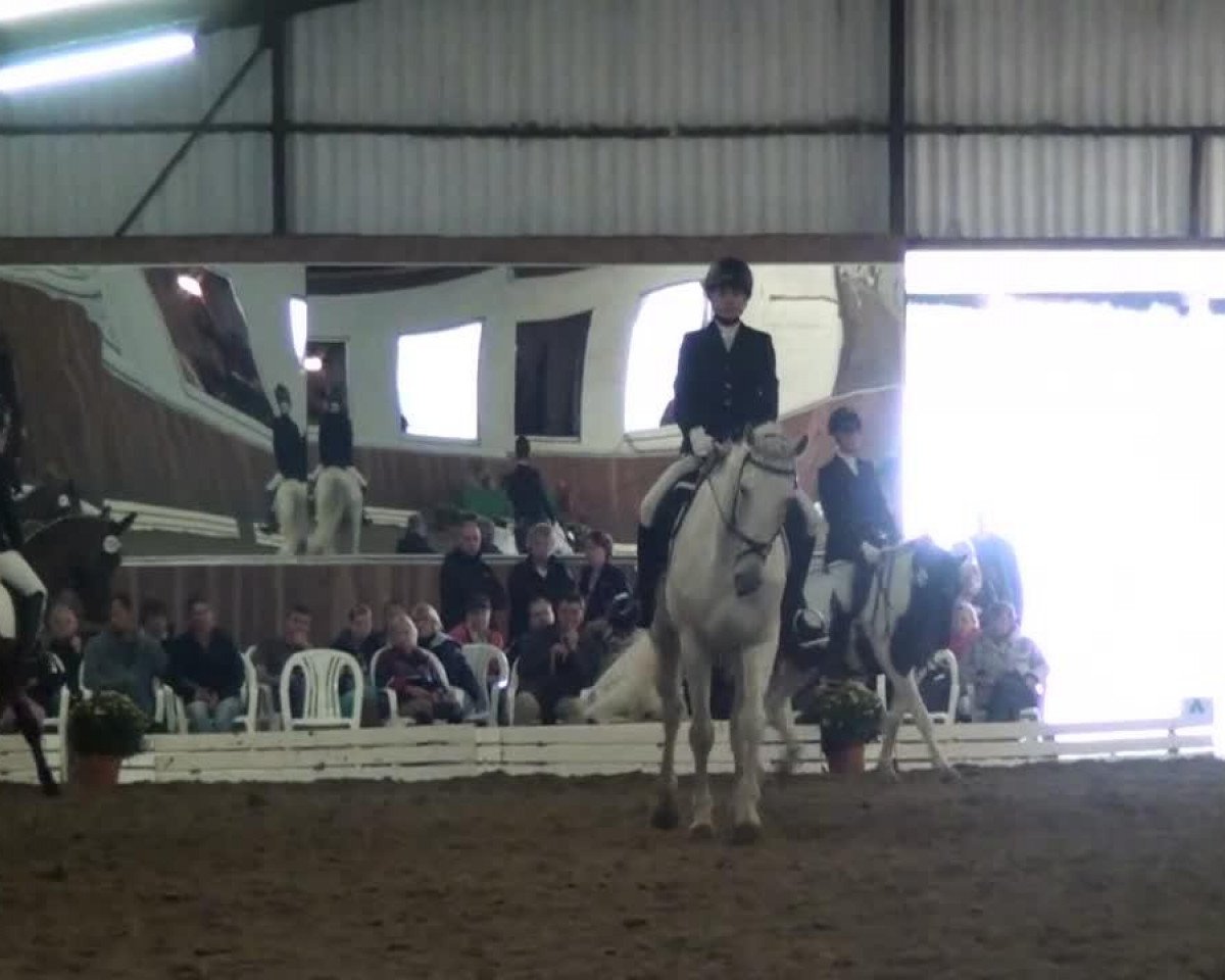 dressage horse Bandit 418 (unknown, 2005)