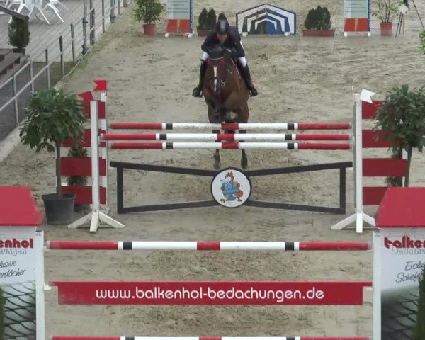 Springpferd Bugatti (KWPN (Niederländisches Warmblut), 2006)