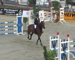 jumper Carandache 2 (KWPN (Royal Dutch Sporthorse), 2007, from Verdi)