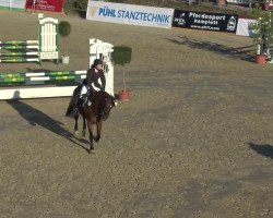 Springpferd Quito F (Westfale, 2008, von Quinta Real)