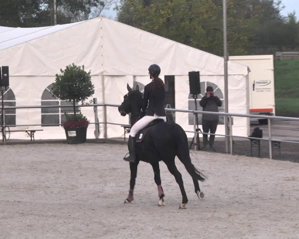 Reitturnier Achern 2020
