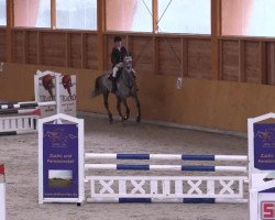 jumper Sweet little Sweeney (Irish Sport Horse, 2009, from Silvano)