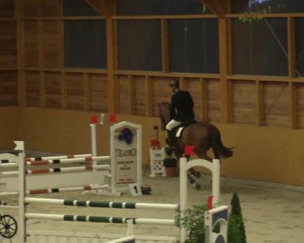 jumper Waldo 60 (KWPN (Royal Dutch Sporthorse), 2003, from Odermus R)
