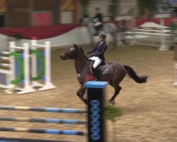 jumper Dark Papillon (Oldenburg, 2009, from Darc Rouge)