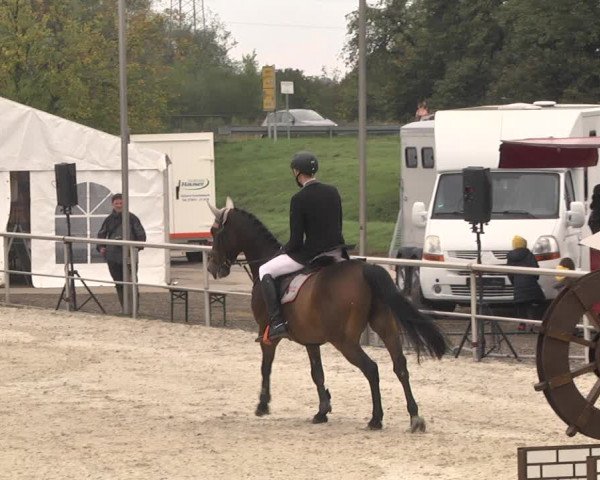 Reitturnier Achern 2020