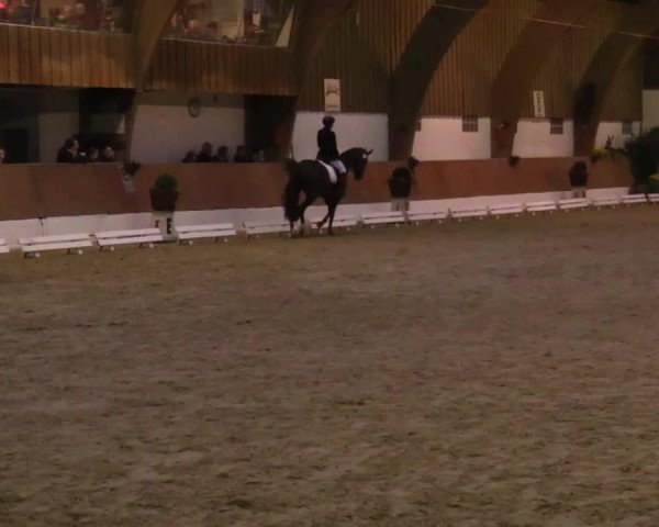 dressage horse Daylights Hope (Oldenburg, 2010, from Blue Hors Romanov)