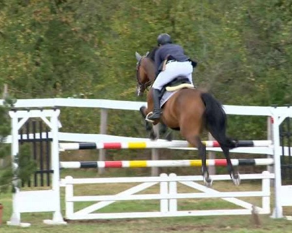 jumper Camiro 45 (Oldenburg show jumper, 2008, from Casiro I) jumper Camiro 45 (Oldenburg show jumper, 2008, from Casiro I)