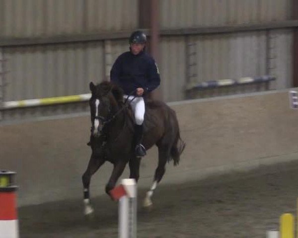 Springpferd Qufocolo Crazy Stud (Hannoveraner, 2009, von FRH Quaid)