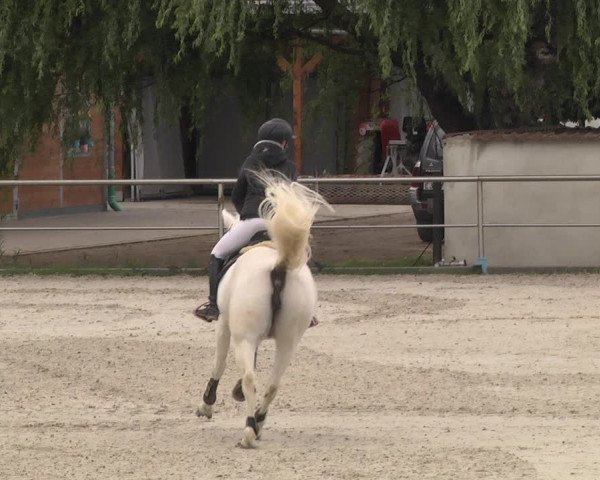 Reitturnier Achern 2020