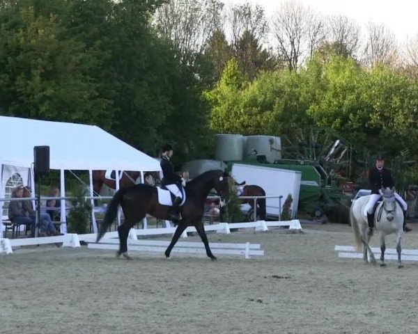 Zuchtstute Holly Rubia (Hannoveraner, 2007, von Hochadel)