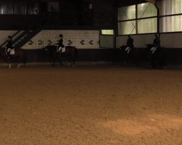 Dressurpferd Bimberg Caerwen (Welsh-Cob (Sek. D), 2007, von Bimberg- Boyo)