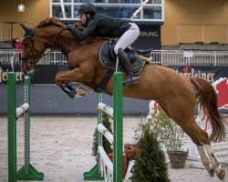 broodmare Gateway (Holsteiner, 2014, from Casall Ask)