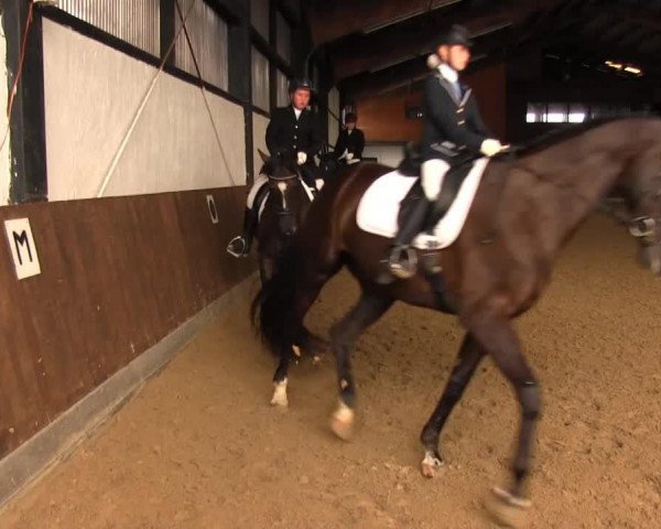 Dressurpferd Relax (Polnisches Warmblut, 2006) Dressurpferd Relax (Polnisches Warmblut, 2006)
