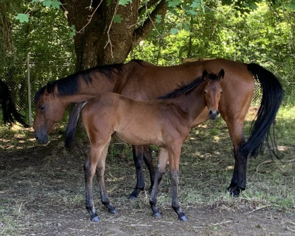 horse Vera Nikotina (Oldenburg, 2021, from Vingino)