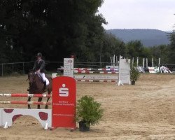 jumper Bodessa M2S (anglo european sporthorse, 1992)