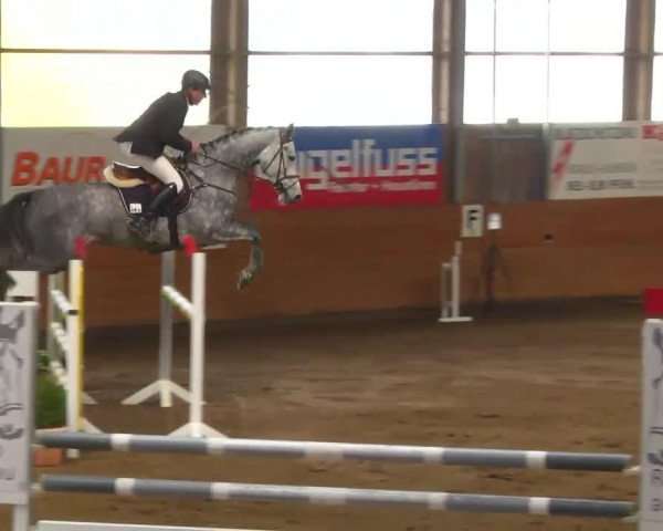 jumper Bea 74 (Holsteiner, 2009, from Cliostro)