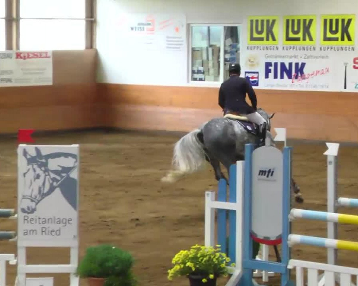 Springpferd Coco La Diva (Holsteiner, 2008, von Cachas)